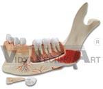 Half Lower Jaw, 3 times full-size, 11 part